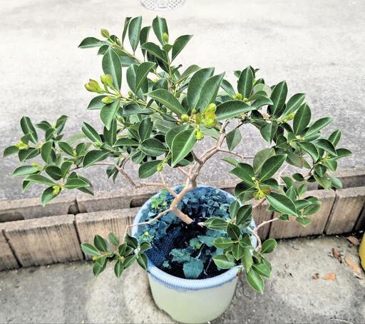 ストロベリーグアバ。観葉植物 鉢ごと無料で発送致します