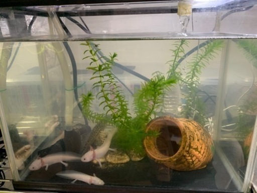 ウーパールーパー 性別不明 大谷北 海老名のその他の中古あげます 譲ります ジモティーで不用品の処分