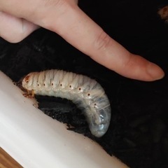 カブトムシの幼虫を引き取ってくださる方！