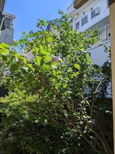 芙蓉　植木