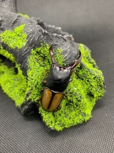 オマケ付き！ レニノコ成虫ペア 人気種 外国産 ノコギリクワガタ 成虫ペア ウムハンギノコギリ クワガタ カブトムシ