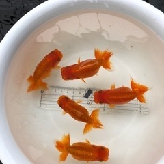 金魚 【らんちゅう】‪★優良系統★ ‪☆当歳‪☆ 1匹500円