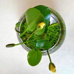 ボトルに植えたニューラージパールグラスにヒナゲシの花