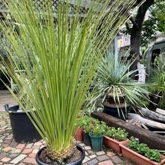 ダシリリオン ロンギッシマム＊値下げしました＊