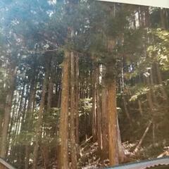 吉野産 檜の活用方法