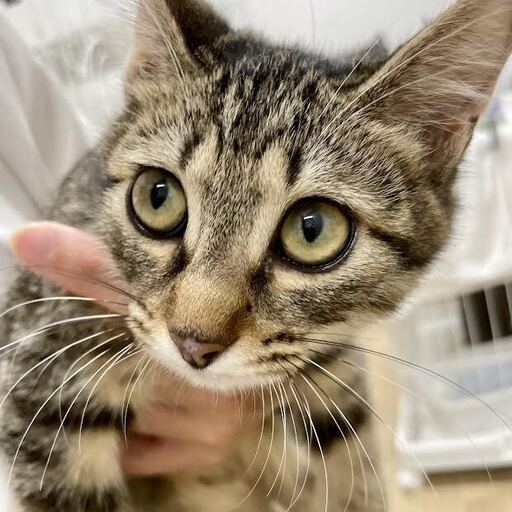 保護猫 子猫生後推定4ヶ月メス キジトラ みかんちゃん 三崎動物保護センター 三崎口の猫の里親募集 ジモティー