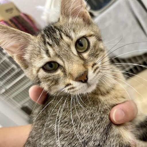 保護猫 子猫生後推定4ヶ月メス キジトラ いちごちゃん 三崎動物保護センター 三崎口の猫の里親募集 ジモティー