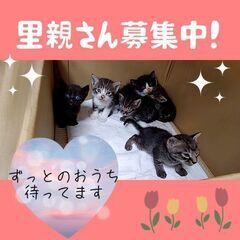 子猫ちゃん&成猫ちゃん【9/11(日曜日)　🌟久留米市小頭町🌟譲...