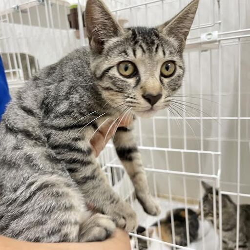 保護猫 子猫生後推定4ヶ月オス キジトラ ココくん 三崎動物保護センター 三崎口の猫の里親募集 ジモティー