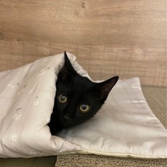 保護　黒猫　可愛いオス　約4ヶ月