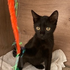 保護　黒猫　可愛いオス　約4ヶ月 - 猫