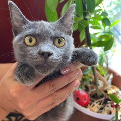 とっても人懐っこく甘えん坊🥰ロシアンブルー風の「あみ」ちゃん✨