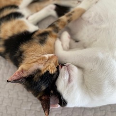 ずっとのお家が決まりました❣️猫にも人にも甘え上手❤︎枕元で一緒に寝てくれます💤 − 福岡県