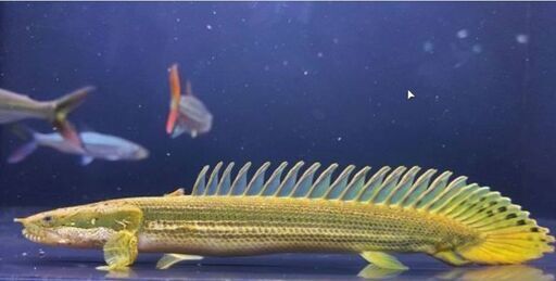 ワイルド　ビキールsp　30cm　ナイジェリアsp　ビキール・ラプラディ　ビキール・ビキール　できたら引取限定　ポリプテルス　古代魚　熱帯魚　アクアリウム