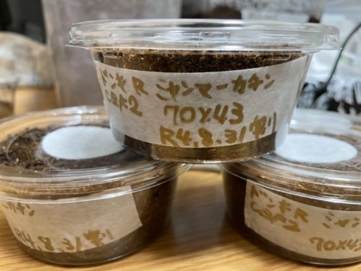 ドンキエールコクワガタ　赤ドンキ　幼虫3頭