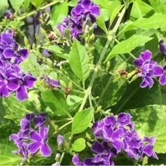 紫色のキレイな花姿　デュランタ　剪定枝