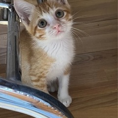 【終の住処決まりました🙇‍♀️】目のクリクリした美猫です💕　2ヶ月程
