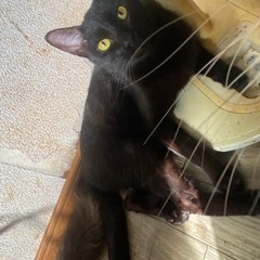 寄り目の黒猫ちゃん！