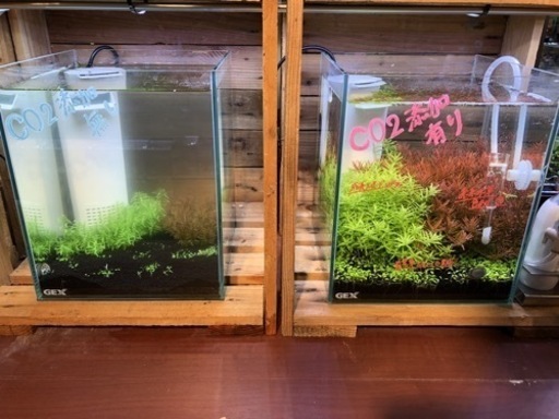 化学式co2ジェネレーター　2L