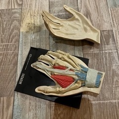 骨模型　セット　整体　接骨院　医療用　等身大