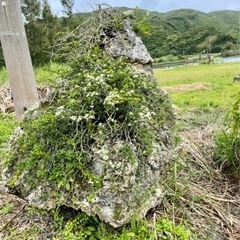 天然 テンバイ 磯山椒 サンゴ 珊瑚岩 盆栽 - 家具