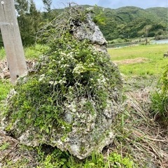 【ネット決済・配送可】天然 テンバイ 磯山椒 サンゴ 珊瑚岩 盆栽