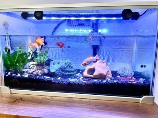 ミッキーマウスプラティ魚4匹タニシ水草テトラ水槽36lヒーターブルーライト温度計gex ロングスポイト網餌飼育フルセット メイ 鶴舞のその他の中古あげます 譲ります ジモティーで不用品の処分