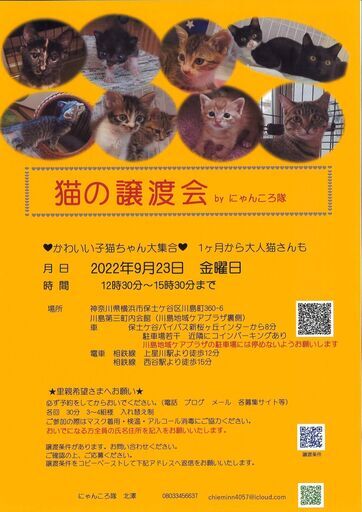9/23猫の譲渡会by にゃんころ隊 (にゃんころ隊) 上星川のその他の