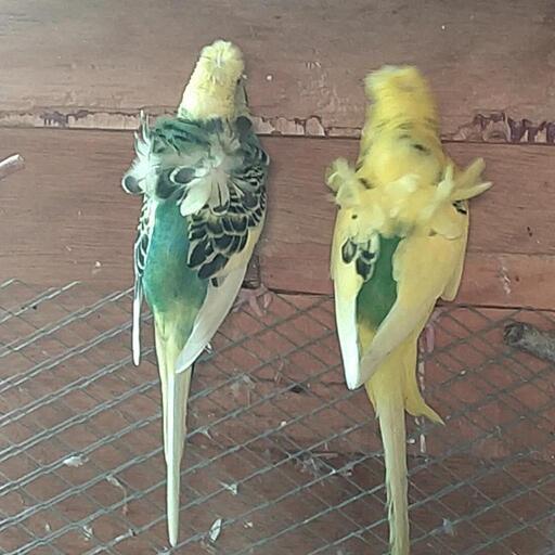 羽衣セキセイインコ かざみどり 川間のペットショップの無料広告 無料掲載の掲示板 ジモティー