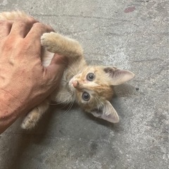 ♀野良猫　子猫