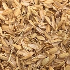 お米の籾殻(もみがら)