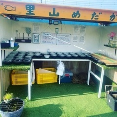 【ネット決済】里山公園前　里山めだか無人販売所　9月10日出店情報