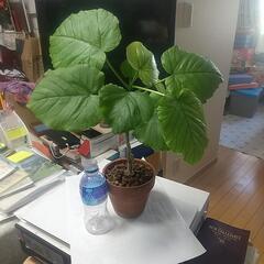観葉植物 ウンベラータ ４６cm