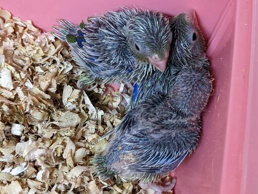十姉妹 マメルリハ サザナミインコ セキセイインコ コザクラインコ雛います Ai Noah 中泉のペットの無料広告 無料掲載の掲示板 ジモティー
