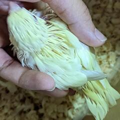 十姉妹 マメルリハ サザナミインコ セキセイインコ コザクラインコ雛います Ai Noah 中泉のペットの無料広告 無料掲載の掲示板 ジモティー