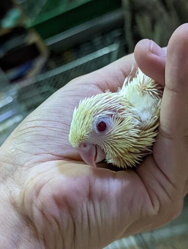 十姉妹 マメルリハ サザナミインコ セキセイインコ コザクラインコ雛います Ai Noah 中泉のペットの無料広告 無料掲載の掲示板 ジモティー