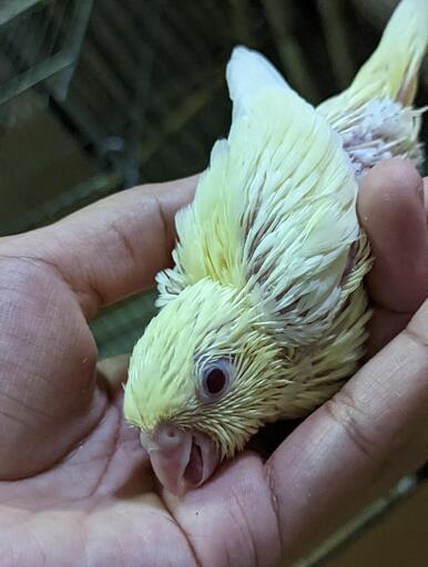 十姉妹 マメルリハ サザナミインコ セキセイインコ コザクラインコ雛います Ai Noah 中泉のペットの無料広告 無料掲載の掲示板 ジモティー