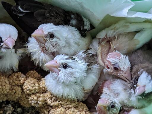 十姉妹 マメルリハ サザナミインコ セキセイインコ コザクラインコ雛います Ai Noah 中泉のペットの無料広告 無料掲載の掲示板 ジモティー