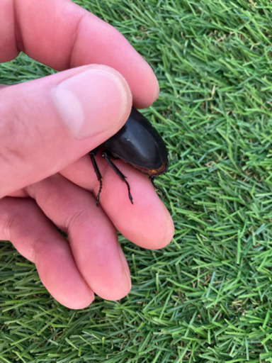 黒ドンキ・ドンキエールコクワガタ・ドンキエルハンプイ 7-1