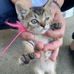 子猫です。