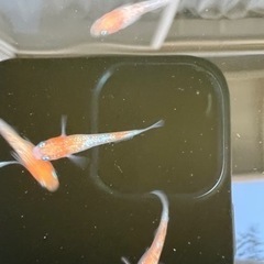 王華　成魚　めだか