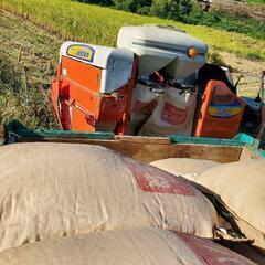 【予約受付中】R４新米コシヒカリ(有機肥料多め栽培)玄米30kg