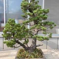 樹齢70年】盆栽 五葉松 八房九重(やつぶさのここのえ)