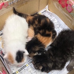【急募】保護猫3匹→1匹産まれたて