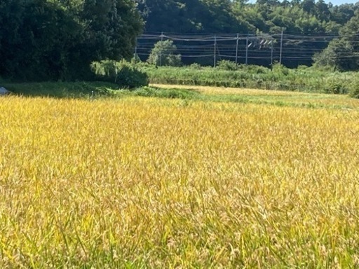 令和4年 千葉県四街道産コシヒカリ 30kg 地下水利用一等米