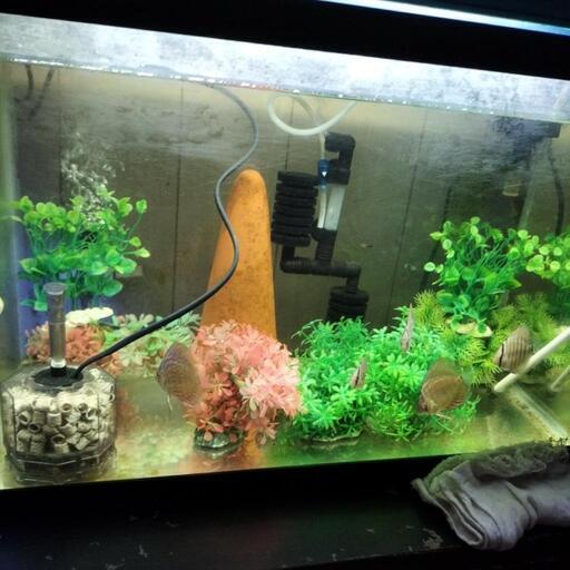 900ワイドスリムの熱帯魚水槽一式！ディスカス3匹