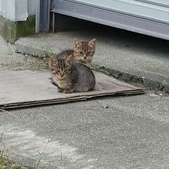 キジトラ子猫2匹を助けください！