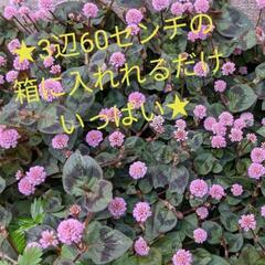 ★可愛いピンクのお花☆ヒメツルソバ (ポリゴナム) 多年草 ★抜き苗★