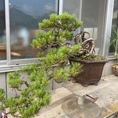 樹齢60年】盆栽 五葉松 根上り