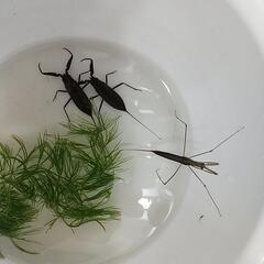 水性昆虫、タイコウチ3匹、水カマキリ4匹セット。